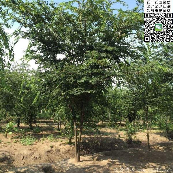 榉树前景 榉树前景