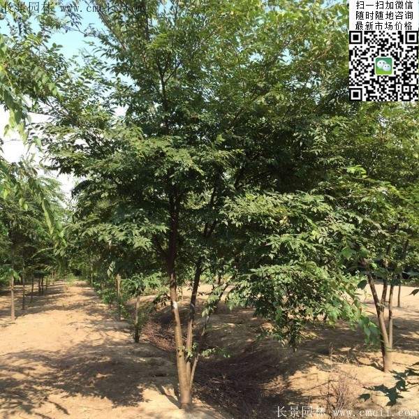大规格榉树 大规格榉树