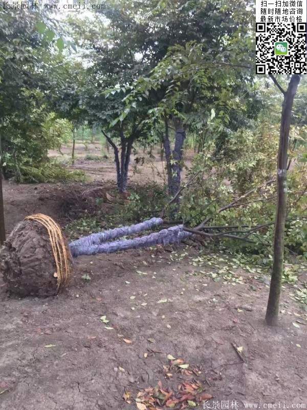 大规格榉树 大规格榉树