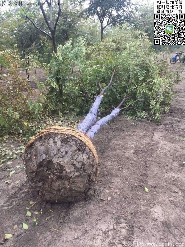 大规格榉树 大规格榉树