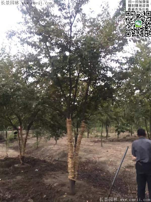 大规格榉树 大规格榉树