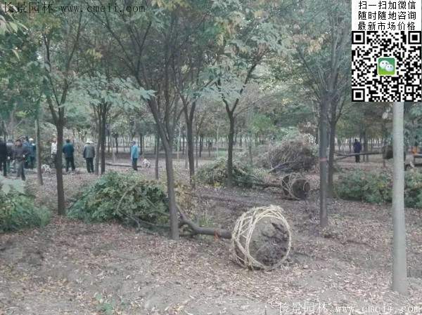 大规格榉树 大规格榉树