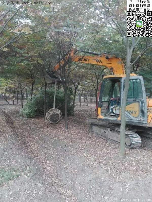 沭阳大榉树 沭阳大榉树
