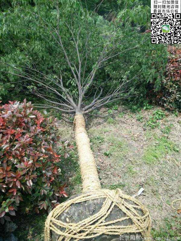 沭阳大榉树 沭阳大榉树