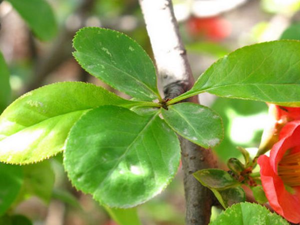 1,木瓜海棠和贴梗海棠的区别——叶子