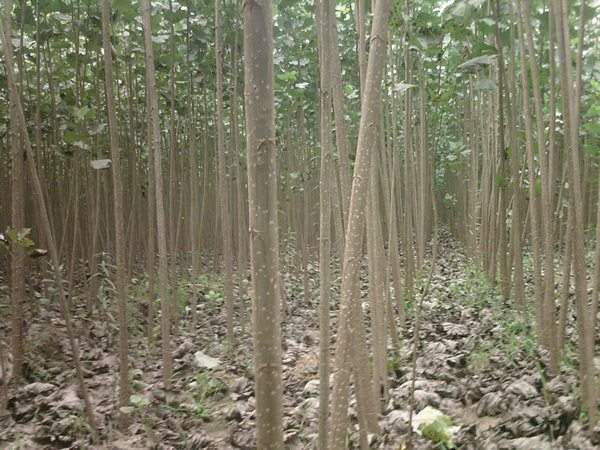 速生杨树苗