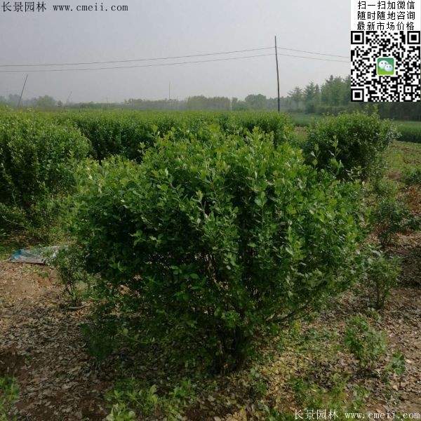 卫矛--长景 卫矛--长景
