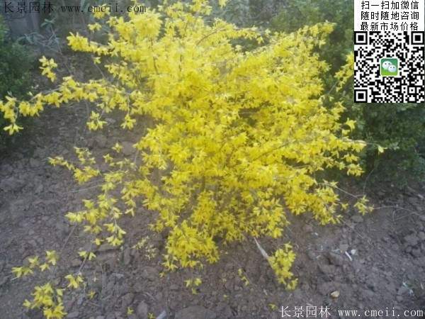 连翘--长景园林 连翘--长景园林