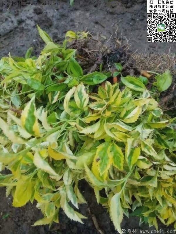 连翘--长景园林 连翘--长景园林