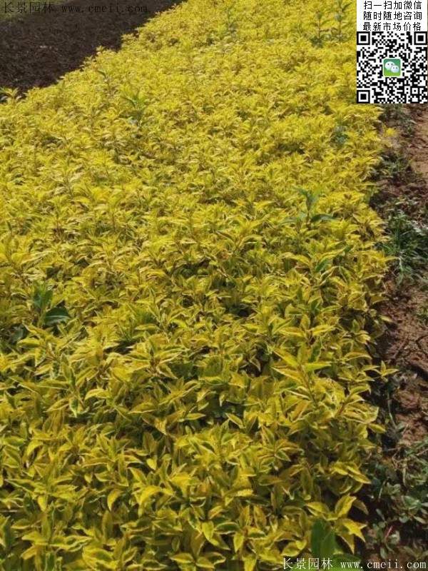 连翘--长景园林 连翘--长景园林