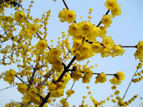 丛生腊梅花 丛生腊梅花