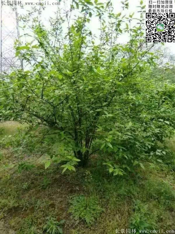 丛生腊梅花 丛生腊梅花