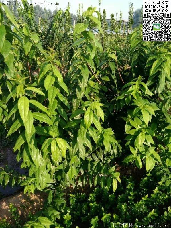 丛生腊梅花 丛生腊梅花