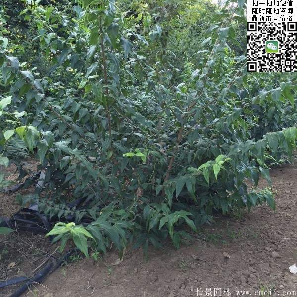 丛生腊梅花 丛生腊梅花