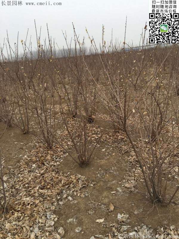 丛生腊梅花 丛生腊梅花