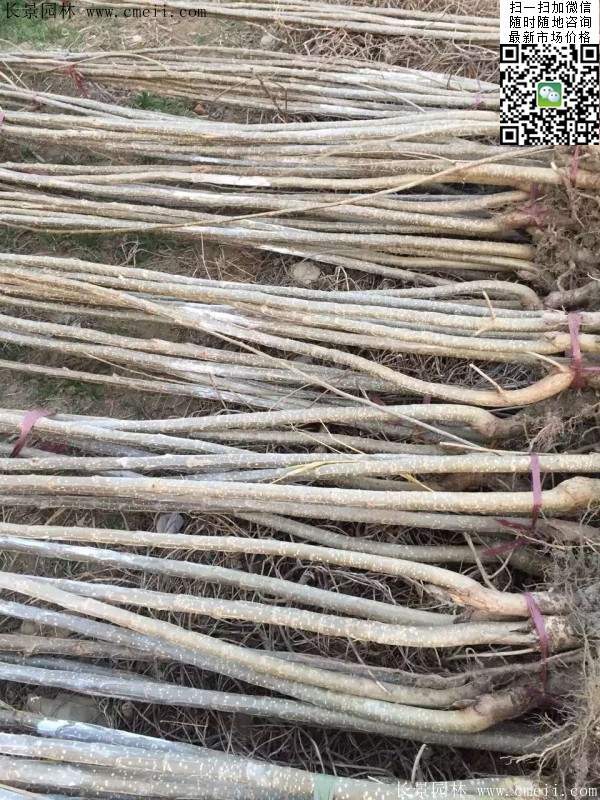 杨树苗多少钱一棵?