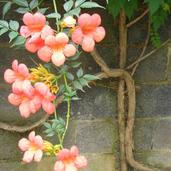 凌霄花 凌霄花