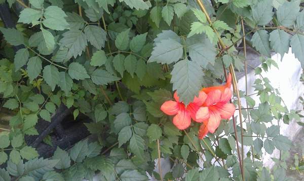 凌霄花 凌霄花
