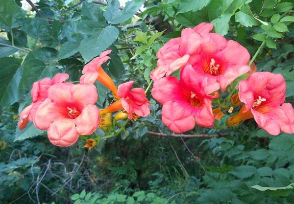 美国凌霄花 美国凌霄花