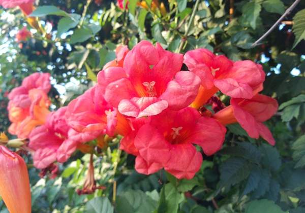 美国凌霄花 美国凌霄花