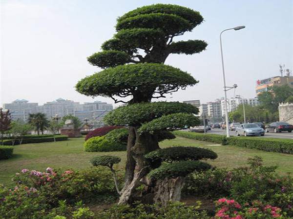小叶女贞--长景园林