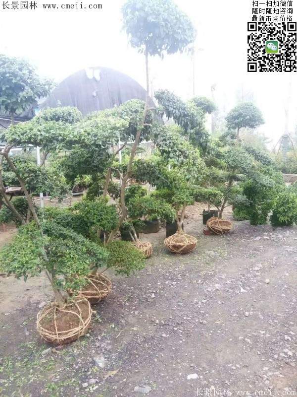 小叶女贞--长景园林