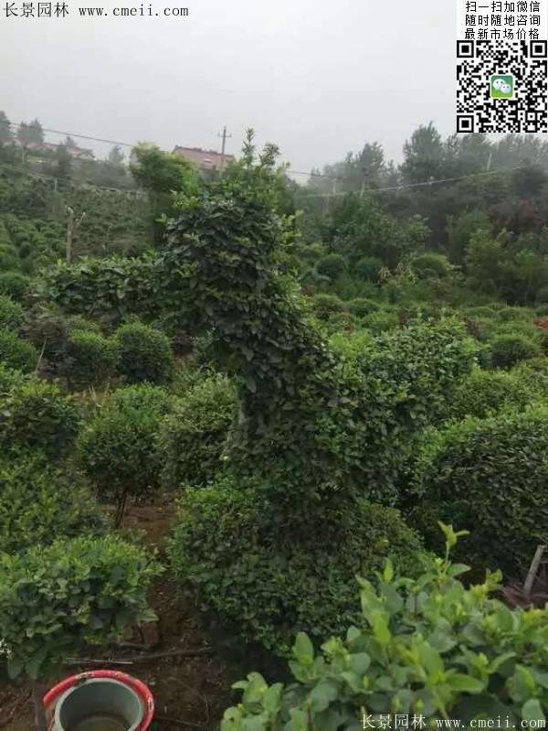 小叶女贞--长景园林