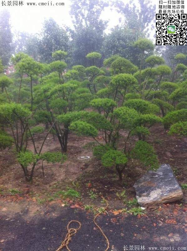 小叶女贞--长景园林