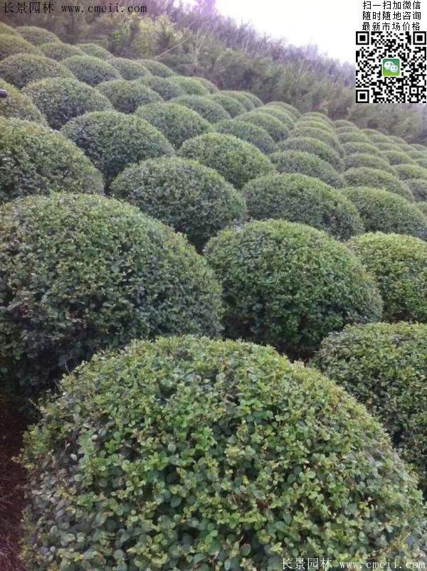 小叶女贞球--长景园林
