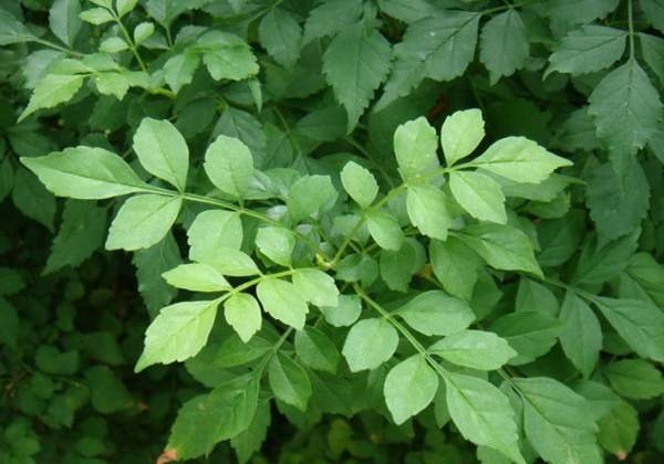 凌霄花的繁殖方法凌霄花的品种不同,叶子,花蕾,枝条也是有点细小的