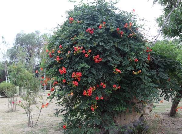 凌霄花 凌霄花