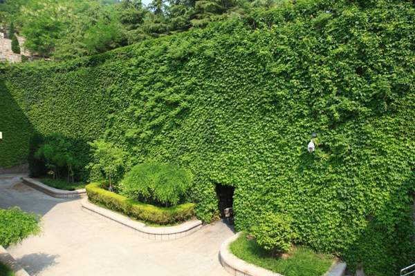 爬山虎 爬山虎