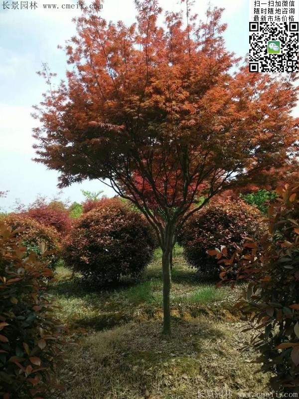 红枫树