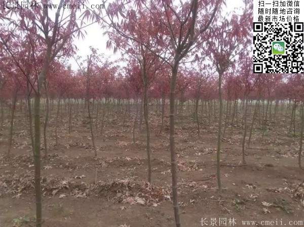 红枫小苗