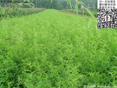 2016下半年最新桃树多少钱一棵？