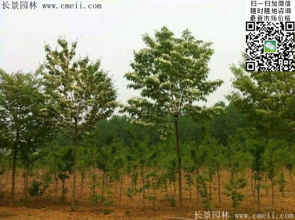 流苏树 流苏树