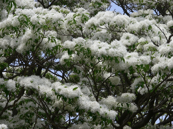 流苏树 流苏树