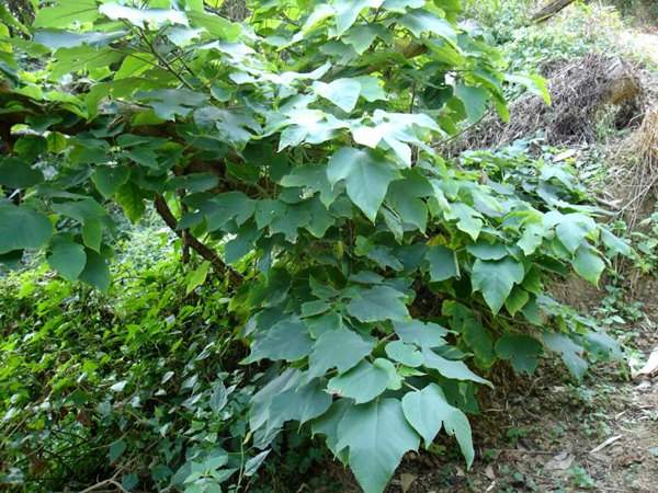 构树种植基地里的构树树苗