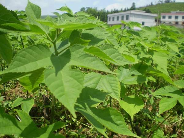 构树种植基地里的构树树苗