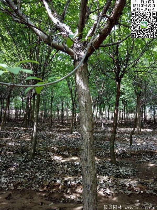 流苏树照片 流苏树照片