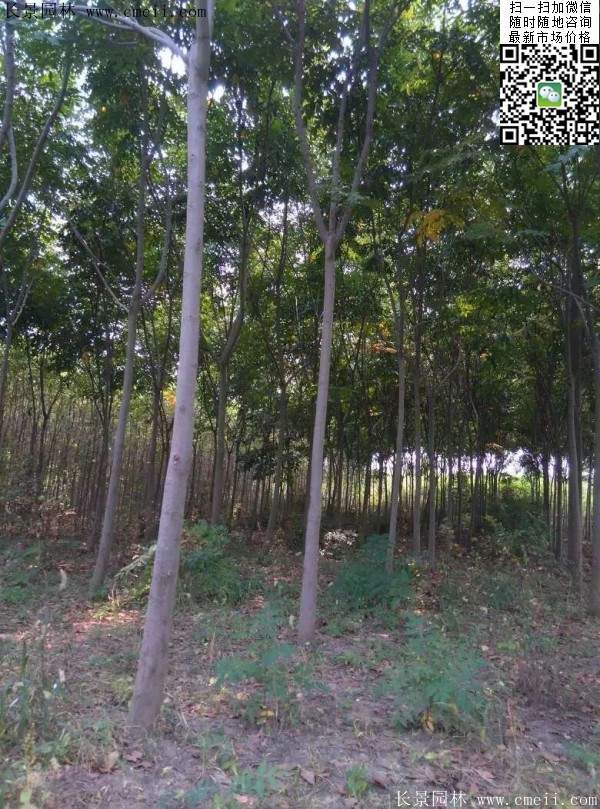 栾树 栾树