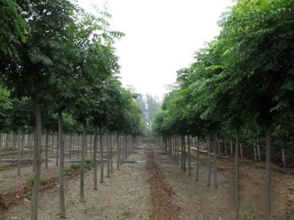 栾树 栾树