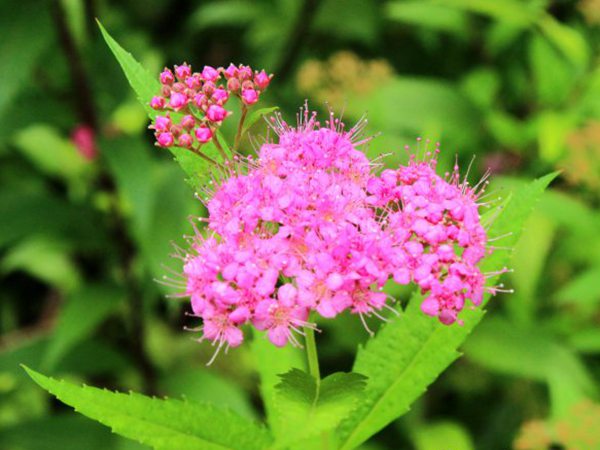 粉花绣线菊