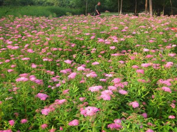 粉花绣线菊