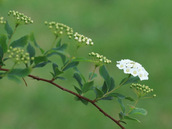 菱叶绣线菊