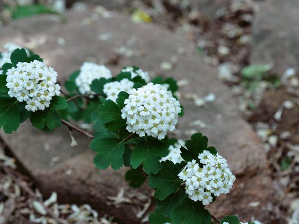 三裂绣线菊