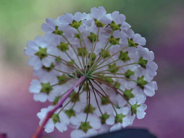 三裂绣线菊