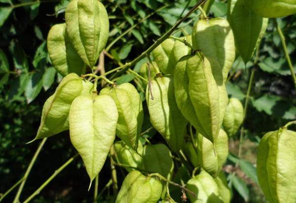 栾树种植 栾树种植