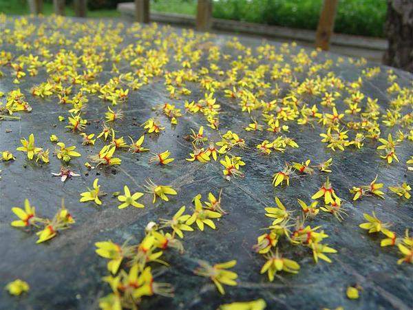 栾树花 栾树花