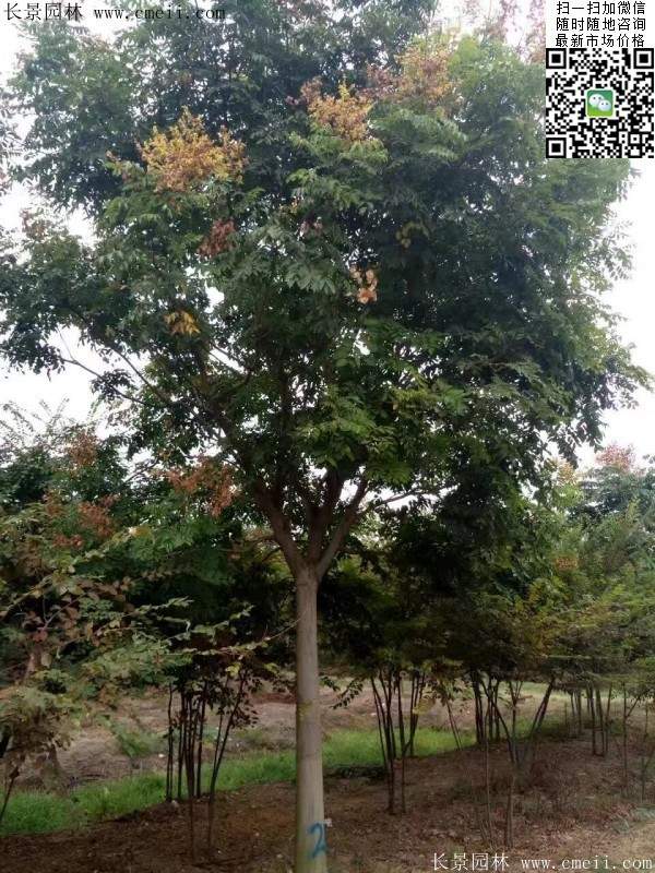 栾树 栾树